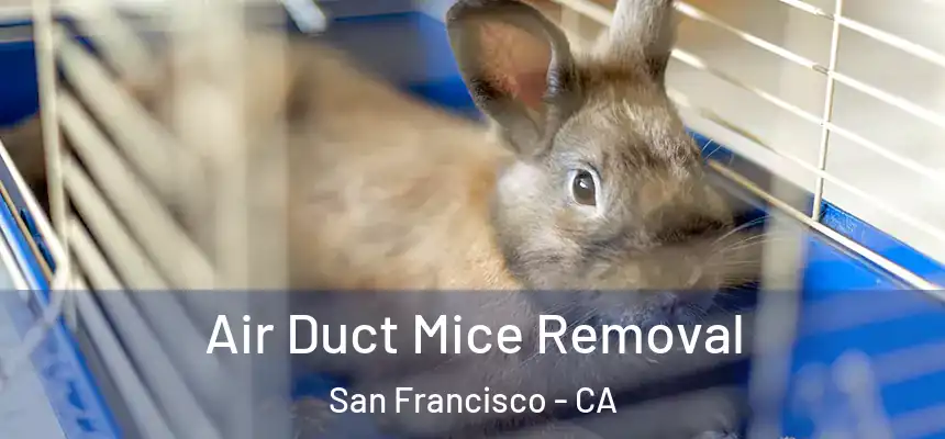 Air Duct Mice Removal San Francisco - CA